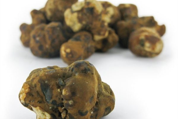 Buy Psilocybe mexicana online