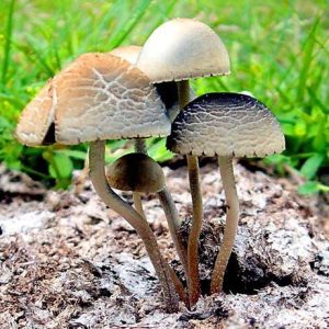 Buy Panaeolus cyanescens Online