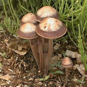 Buy Panaeolus subbalteatus Online