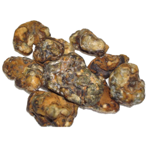 Buy Psilocybe atlantis Online