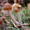 Buy Psilocybe azurescens online