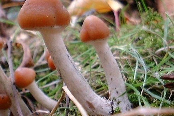 Buy Psilocybe azurescens online