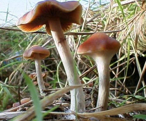 Buy Psilocybe cyanescens online